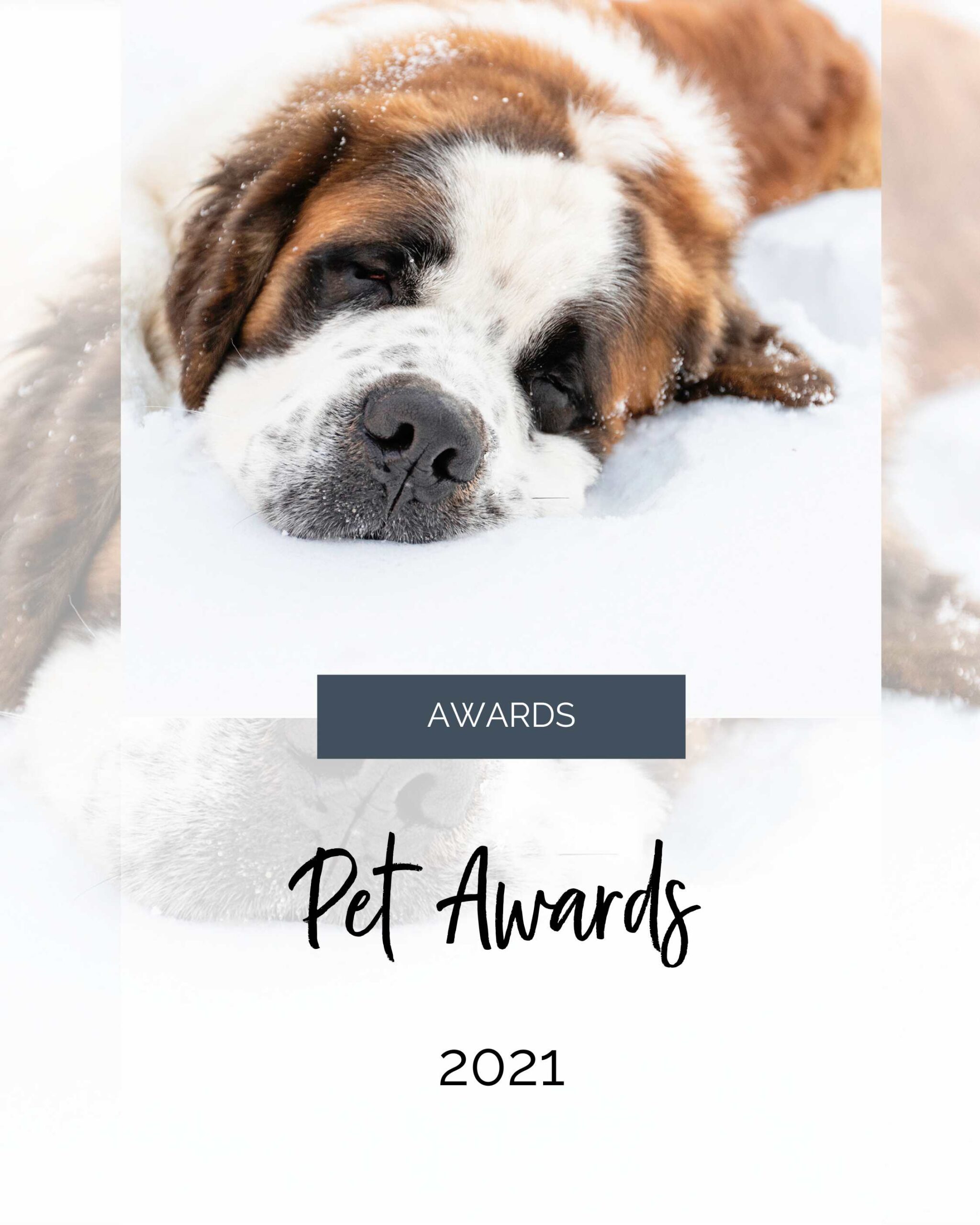 picture of saint bernard puppy sleeping in snow