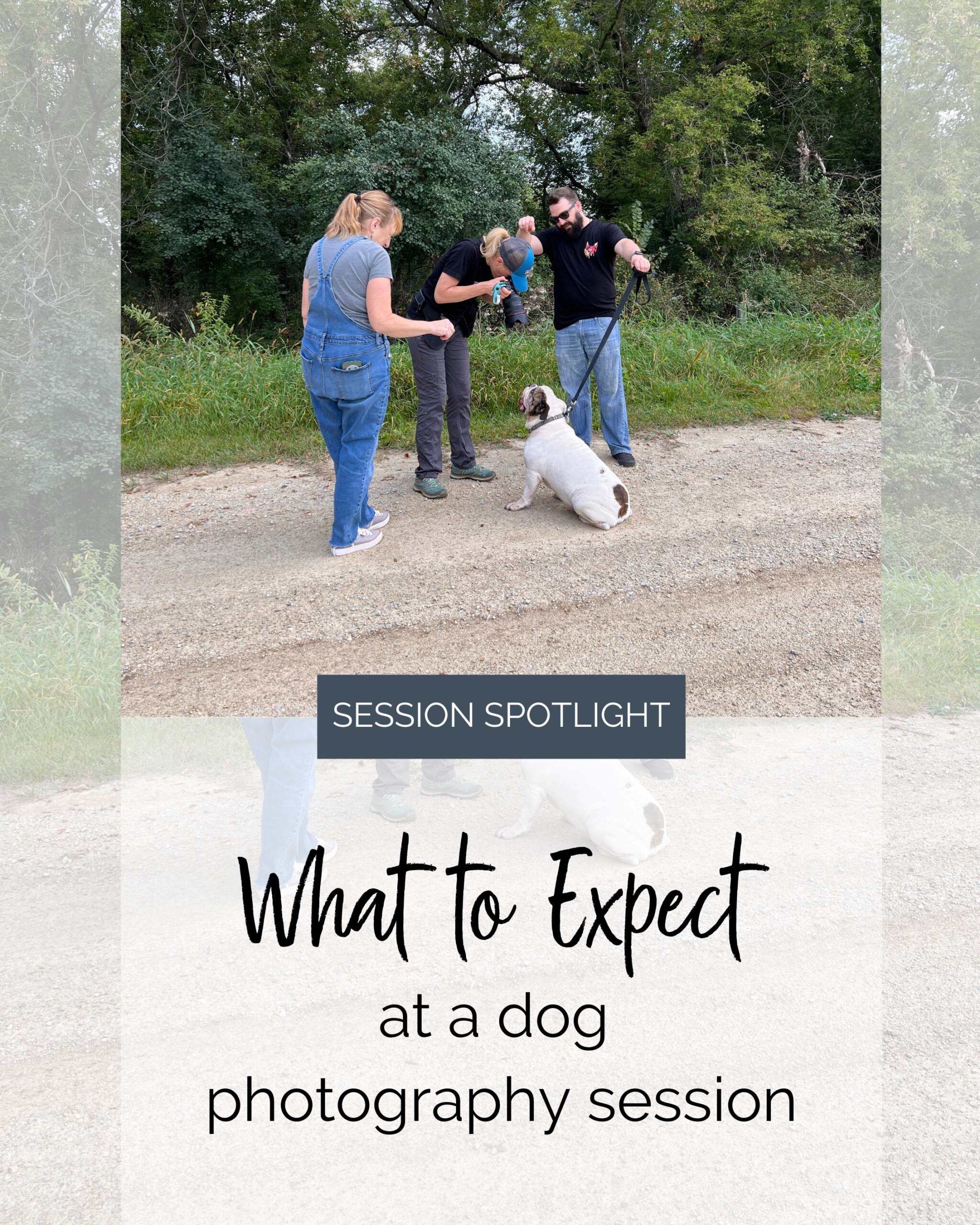 pet photographer taking a picture of a bulldog