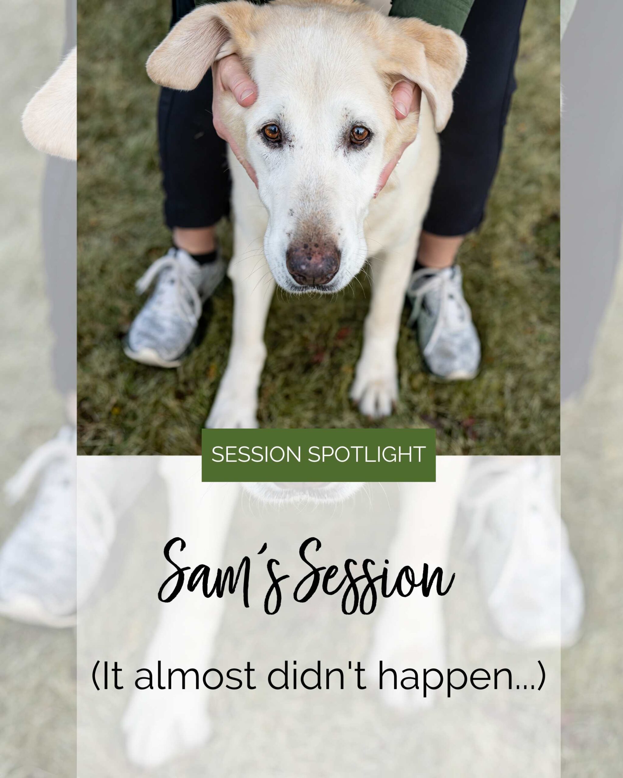 old yellow lab sitting in between a woman's legs