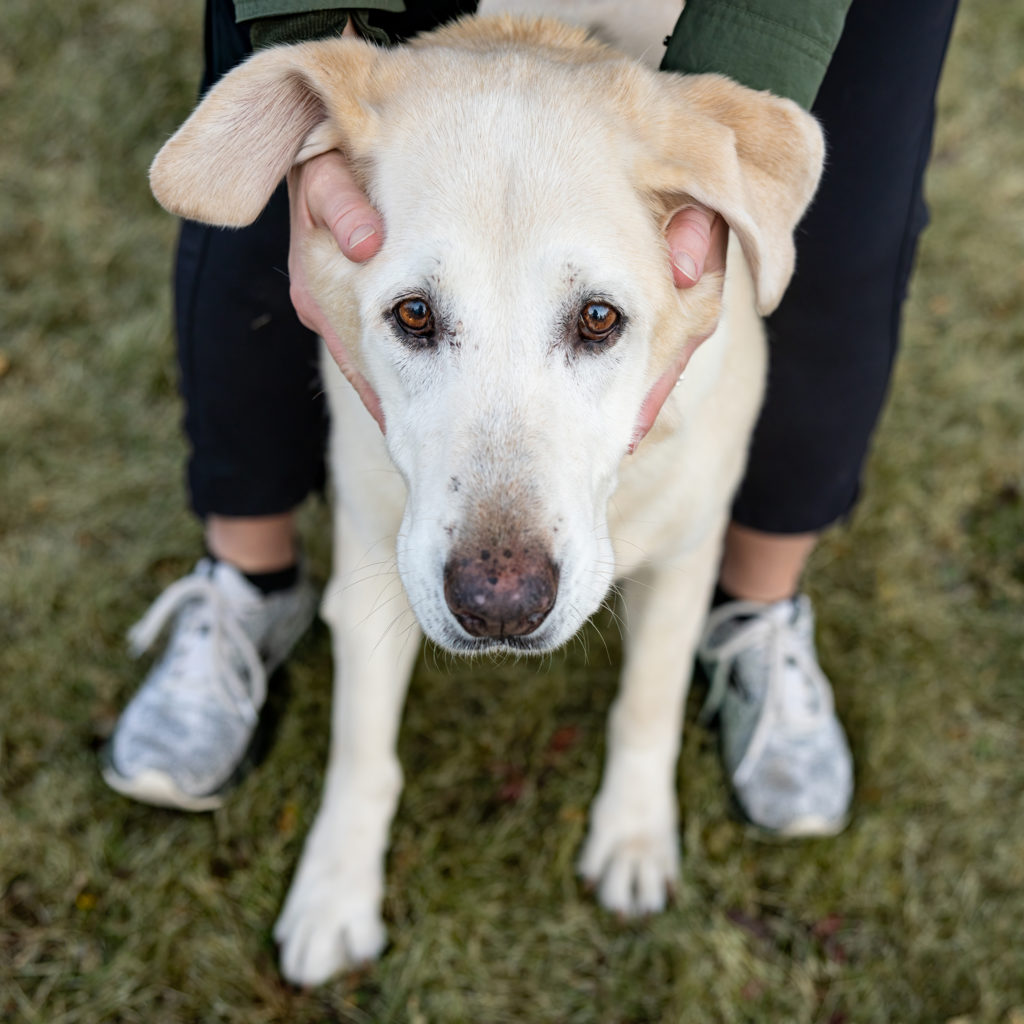 old yellow lab with person holding ears