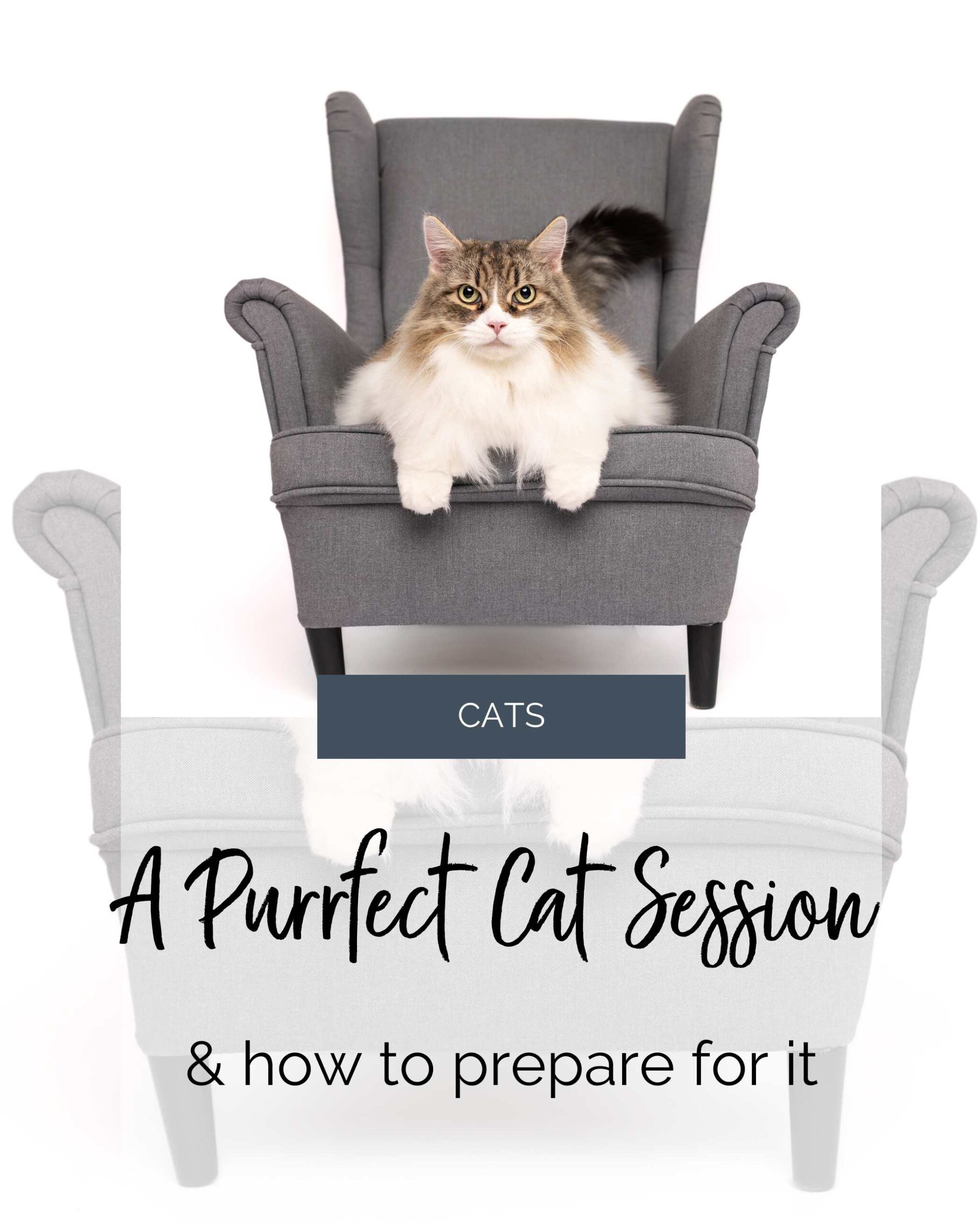 maine coon cat sitting on a gray chair