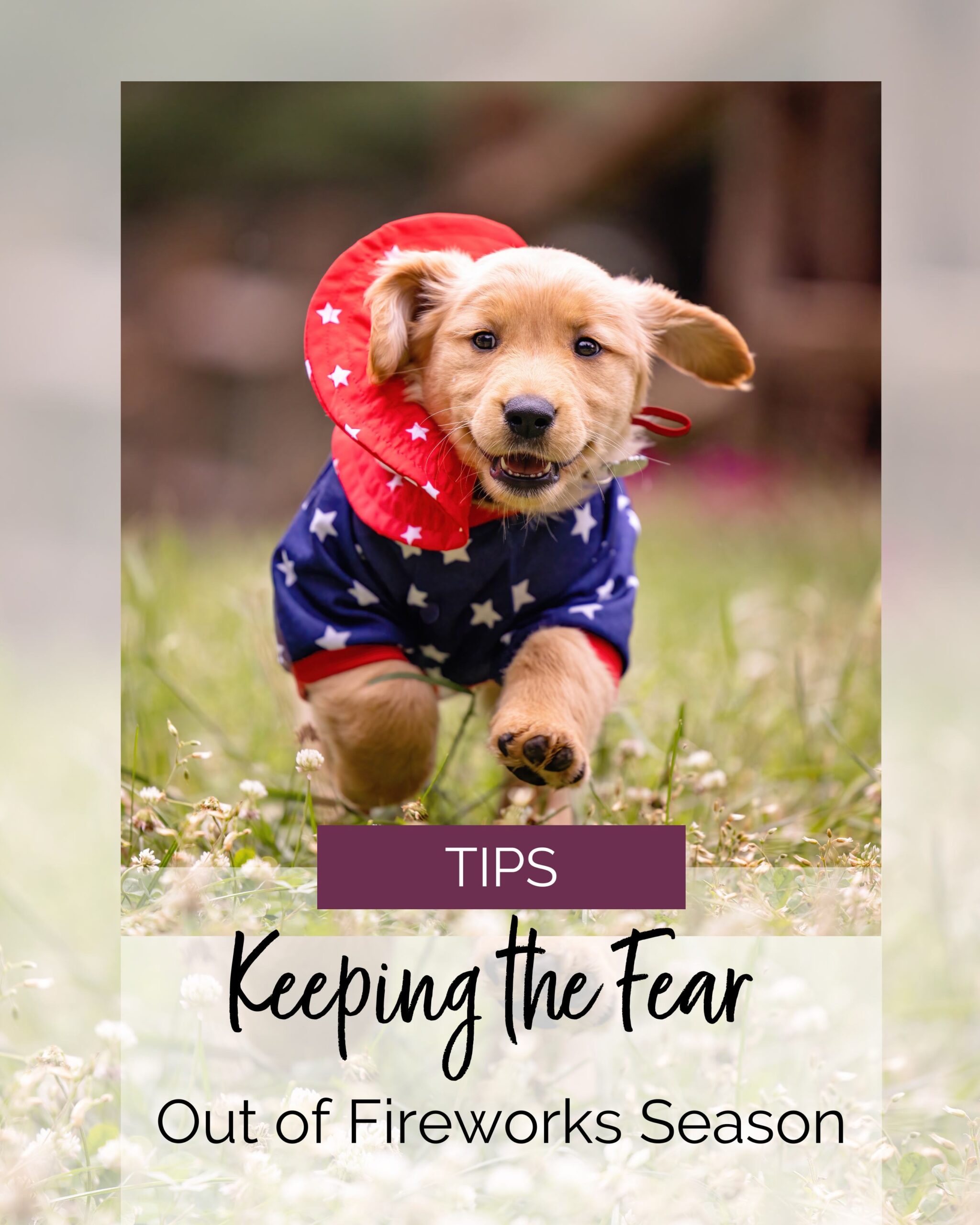 golden retriever puppy with a red hat and blue shirt running