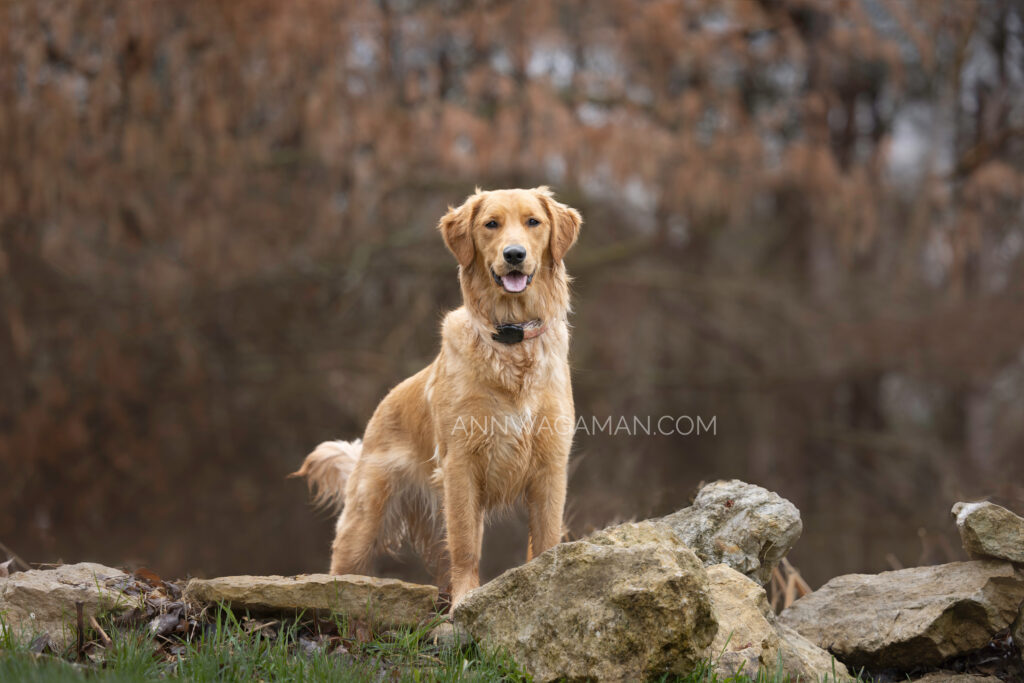 a golden retriever standing on rocks with fall trees behind