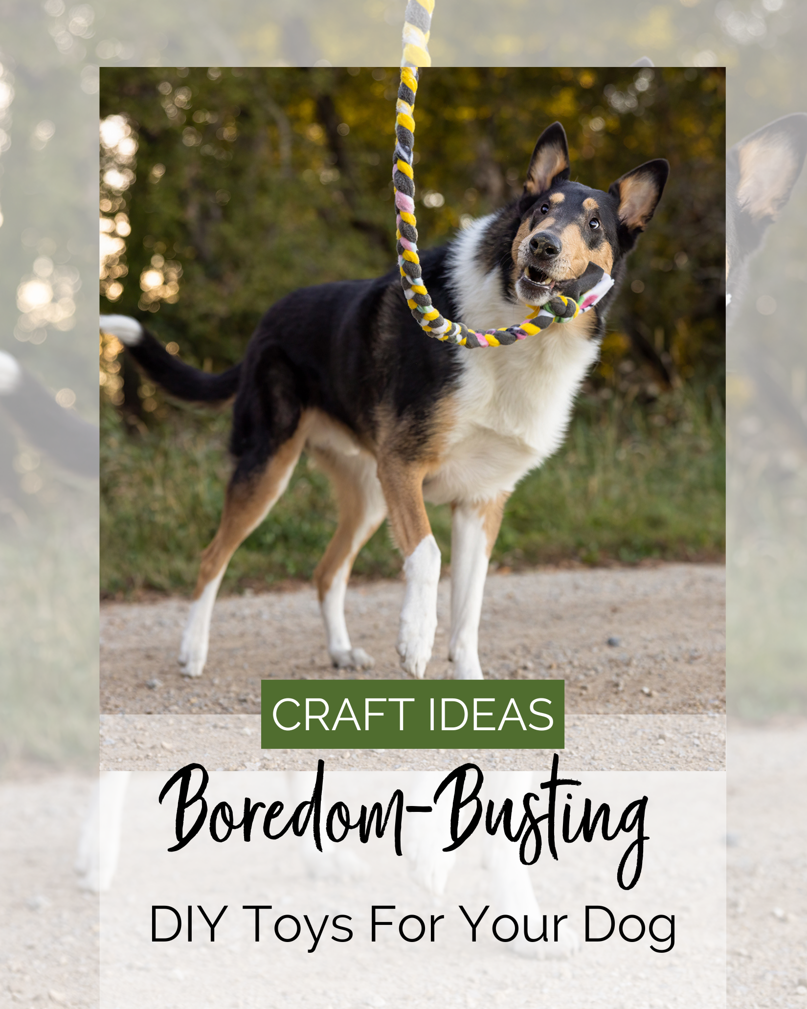 smooth collie playing with a tug toy