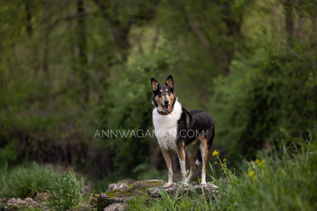 a collie up on a rock in a forest