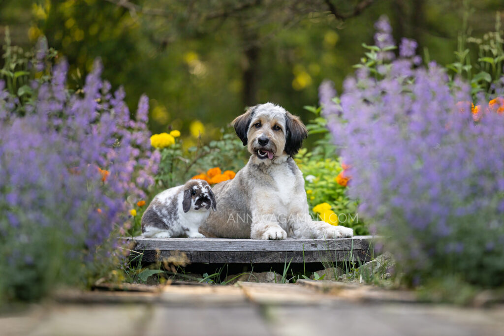 a rabbit and a dog sitting together by a bunch of colorful flowers