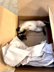a siamese cat in a box